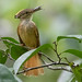 Royal Flycatcher (Onychorhynchus coronatus), Calakmul, Campeche, Mexico