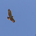 Short-tailed Hawk (Buteo brachyurus) - Tucson, AZ