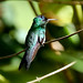 Violet-capped Woodnymph --- Thalurania glaucopis