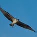 Fischadler - Osprey