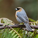 Cinnamon Tanager --- Schistochlamys ruficapillus