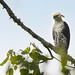 Spizaetus ornatus - Ornate Hawk-Eagle - Águila-azor Galana - Águila Coronada 14