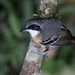 Hormiguero carinegro, Myrmoborus myotherinus, Black-faced-Antbird