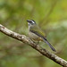 Green-winged Saltator --- Saltator similis