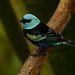 35297_Blue-necked Tanager Stilpnia cyanicollis