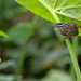 Peruvian Warbling Antbird - female