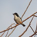 Terça-natureza(Pássaros da caatinga)