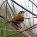 Terça-natureza(Pássaros da caatinga)
