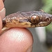 Common Blunt-headed Tree Snake -4265