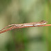 Lagartixa (Anolis fuscoauratus)