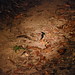 Common pauraque | Pauraque-Nachtschwalbe (Nyctidromus albicollis), Brasilien 2010