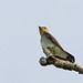 Southern Rough-winged Swallow - Armero, Tolima, Colombia