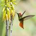 Ruby-Topaz Hummingbird - Male 505_0048.jpg