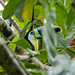 Channel-billed (Citron-throated) Toucan - San Francisco, Antioquia, Colombia