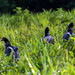 Horned screamer | Hornwehrvogel (Anhima cornuta), Tambo Blanquillo Nature reserve,  Manú, Peru
