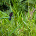 Black-capped donacobius  | Rohrspotter oder Rohrspottdrossel (Donacobius atricapilla, Syn.: Donacobius atricapillus), Tambo Blanquillo Nature reserve,  Manú, Peru