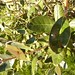 Brasilianische Guave (Acca sellowiana)