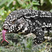- LAGARTO OVERO (Salvator merianae - White-and-black Tegu Lizard) Toma on the RECS.! reserva ecologica costanera sur.! BUENOS AIRES  - ARGENTINA  .
