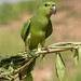 Yellow-crowned Parrot (Amazona ochrocephala) captive