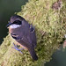Black-faced Antbird (Myrmoborus myotherinus)
