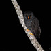 Black-banded Owl / Coruja-preta / Strix huhula
