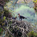 Ornate Hawk-Eagle / Gavião-de-penacho / Spizaetus ornatus