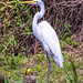 Egret (Great) - Porto Jofre, Pantanal, Brazil - 108