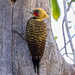 Woodpecker (Pale-Crested) - Porto Jofre, Pantanal, Brazil - 92