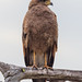 Hawk (Savanna) - Pousada Piuval, Pantanal, Brazil - 95