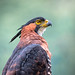 Águila Elegante - Spizaetus ornatus - Ornate Hawk-eagle - Pance - Colombia