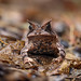 Boie's Frog / Sapo-de-chifres / Proceratophrys boiei