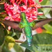 Hummingbird (Glittering-Throated Emerald) - Taiamã Reserve, Pantanal, Brazil - 120