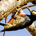 Woodpecker (Yellow-Tufted) - Taiamã Reserve, Pantanal, Brazil - 5
