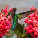 Hummingbird (Glittering-Throated Emerald Woodnymph) - Taiamã Reserve, Pantanal, Brazil - 119