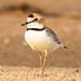 Plover (Collared) - Taiamã Reserve, Pantanal, Brazil - 82