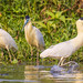 Heron (Capped) - Taiamã Reserve, Pantanal, Brazil - 83