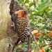 Pica-pau-louro - Pale-crested Woodpecker