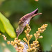 Hummingbird (Glittering-Throated Emerald) - Cristalino River, Brazil - 84