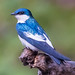 Swallow (White-Winged) - Cristalino River, Brazil - 5