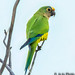 Parakeet (Peach-Fronted) - Chapada dos Guimarães National Park, Brazil - 16