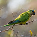 Parakeet (Peach-Fronted) - Chapada dos Guimarães National Park, Brazil - 22