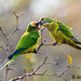 Parakeet (Peach-Fronted) - Chapada dos Guimarães National Park, Brazil - 25