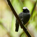 White-browed Antbird