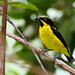 Yellow-belllied Dacnis