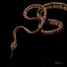 Blunt-headed Tree Snake (1 of 1)