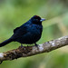 Ruby-crowned Tanager