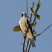 Laughing Falcon (Herpetotheres cachinnans) 7908
