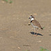 Collared Plover on Tidal Flats (Costa Rica)
