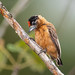 Picapauzinho-da-caatinga (Picumnus limae) macho