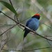 Swallow-tailed Manakin Jan 16 2023 IMG_0072